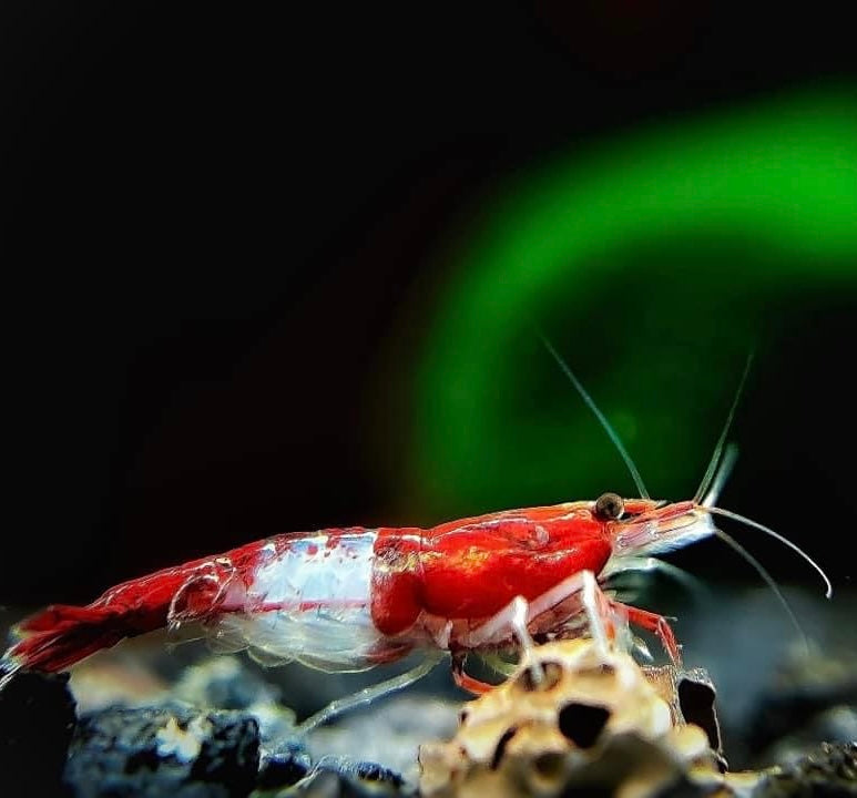 Aquascaping Essentials: Designing the Perfect Shrimp Tank