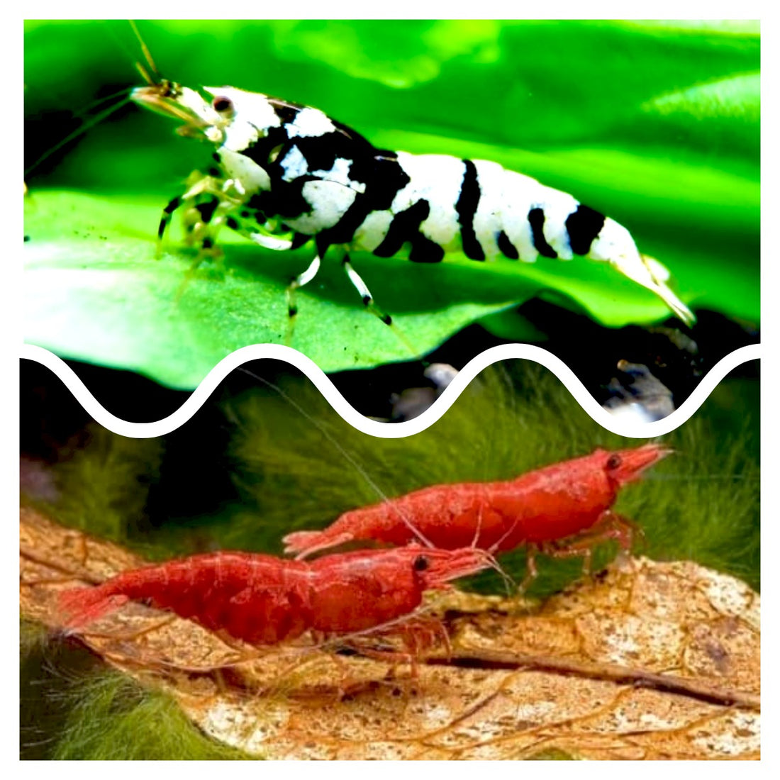 Neocaridina vs. Caridina Shrimp: Differences, Care, and Aquarium Tips