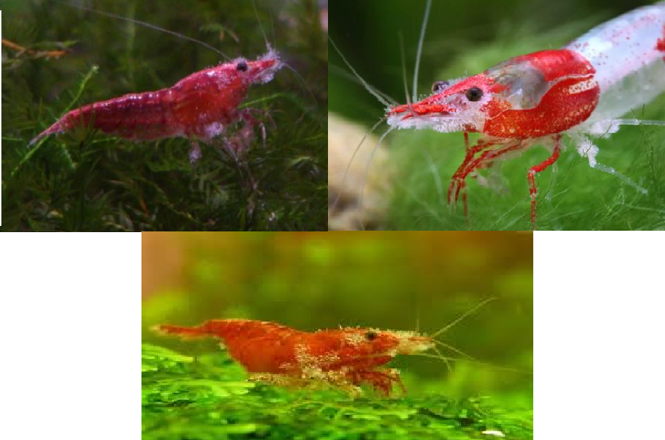 What Are The Risks Of Using Chemical Treatments On Cherry Shrimp 