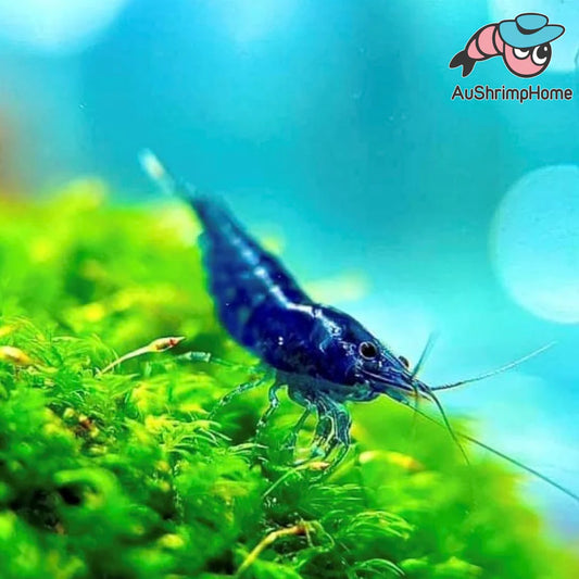The Impact of Low pH on Cherry Shrimp: What You Need to Know