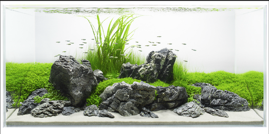 A Beginner's Guide to Keeping Tropical Aquarium Fish