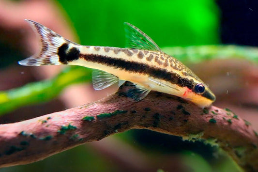 "How to Choose and Care for Cleaning Fish in Your Aquarium Hobby"