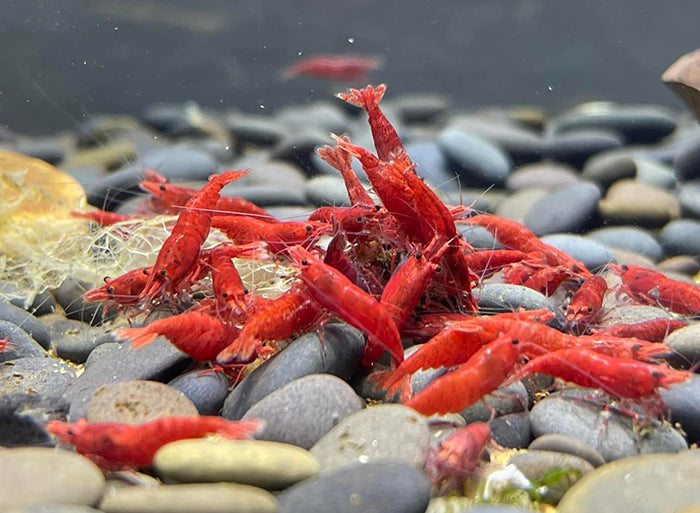 Red Cherry Shrimp Care Guide: A Complete Overview for Aquarium Enthusiasts |AuShrimpHome