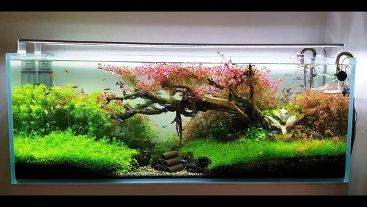 Essential Guide to Caring for Aquarium Plants and Moss: Tips and Tricks for a Healthy Aquatic Ecosystem