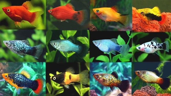 Mickey Mouse Platy Fish Care Guide