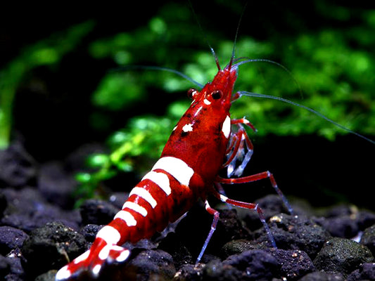 How to acclimate your new Shrimps?