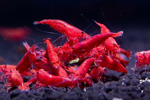 Troubleshooting Shrimp Deaths: Common Causes and Solutions | Aquarium Shrimps Care and Tips