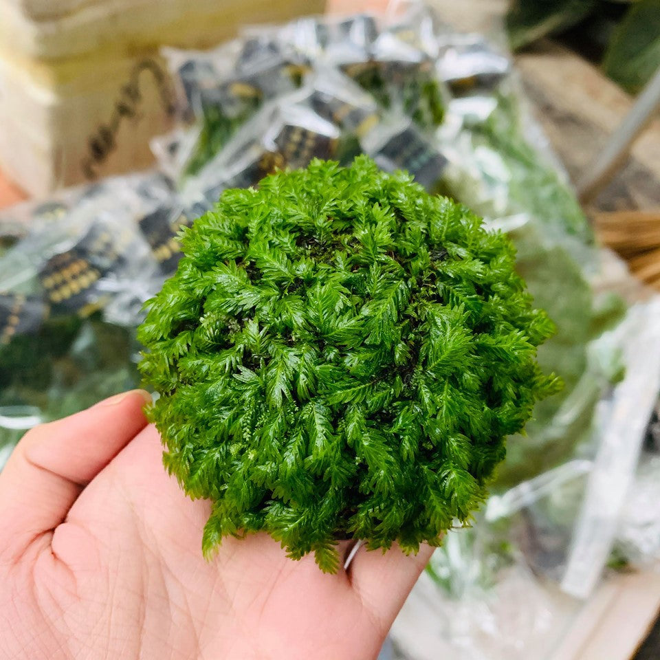 Fissidens Nobilis | Very Rare