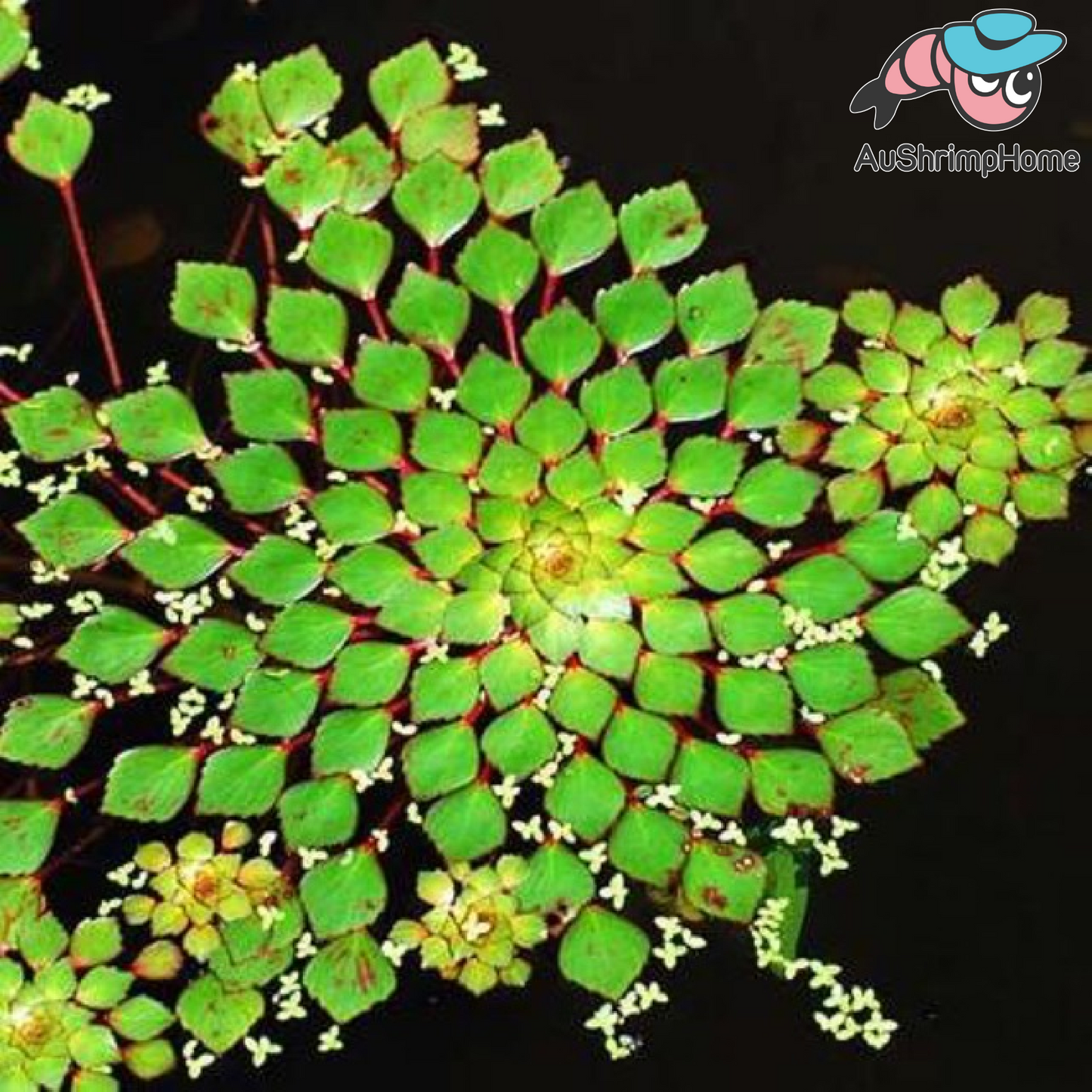 Ludwigia sedoides | Floating Moisac