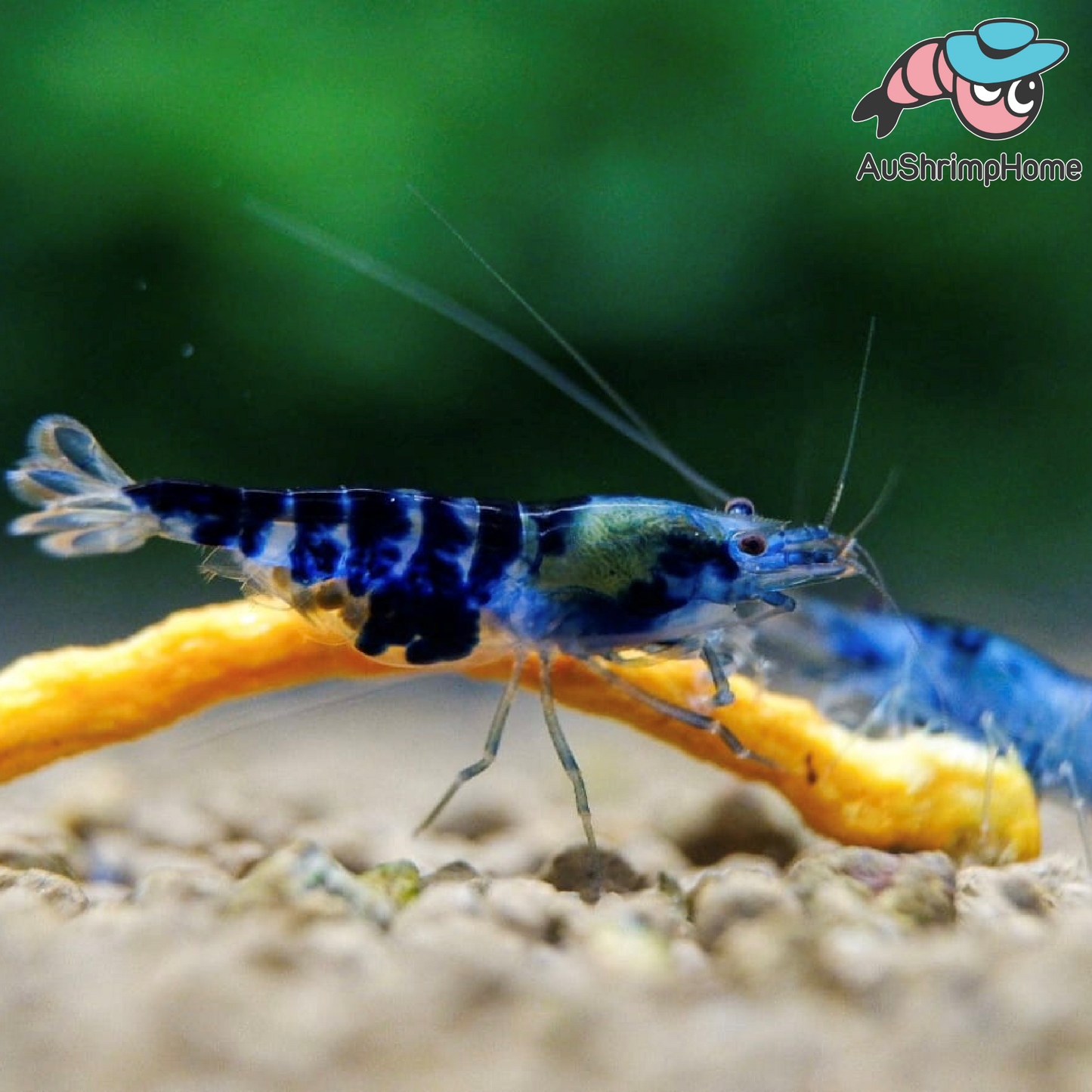 Blue Dragon | Extremely Rare
