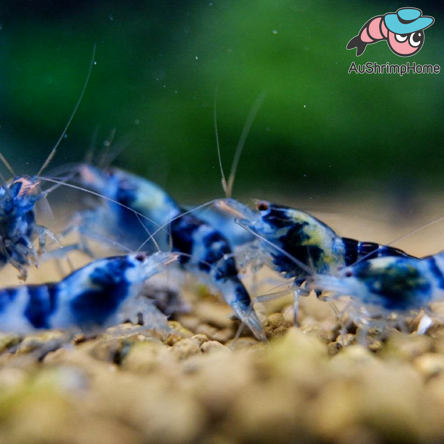 Blue Dragon | Extremely Rare