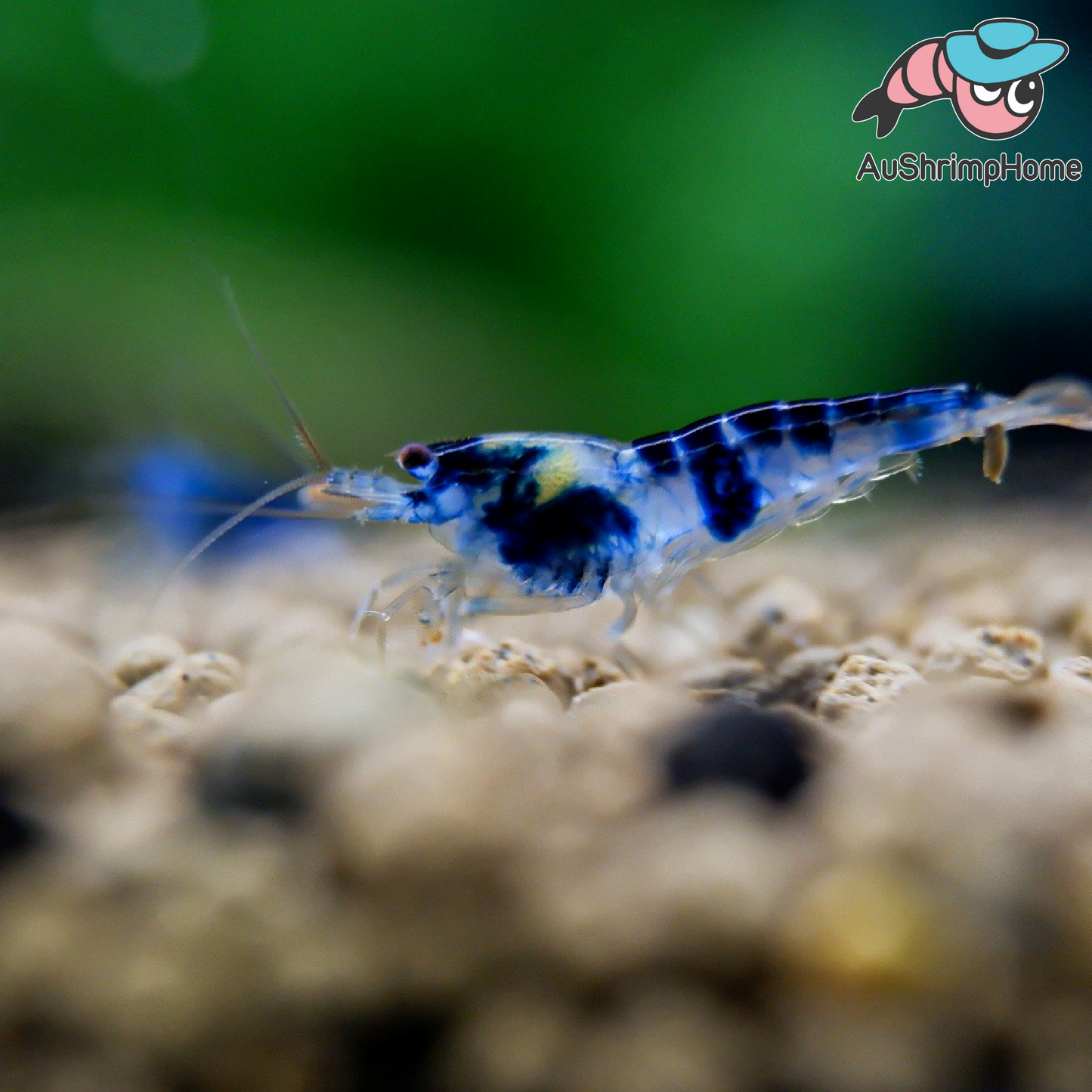 Blue Dragon | Extremely Rare