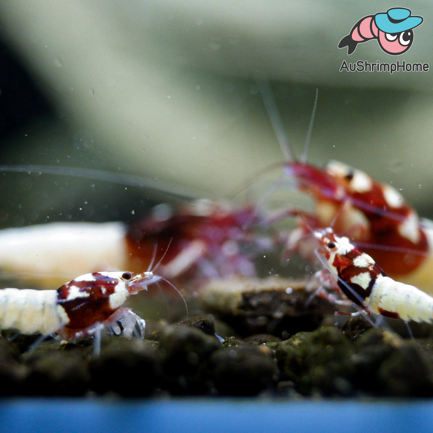 Pinto Mosura Spotted Red Head