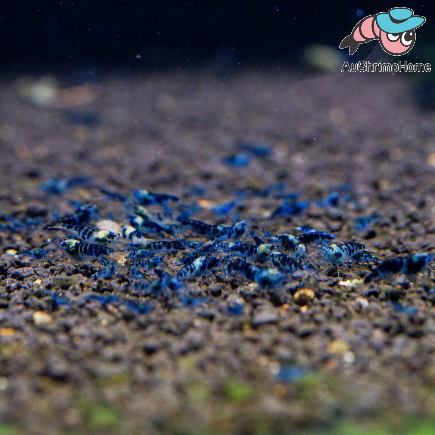 Blue Dragon | Extremely Rare