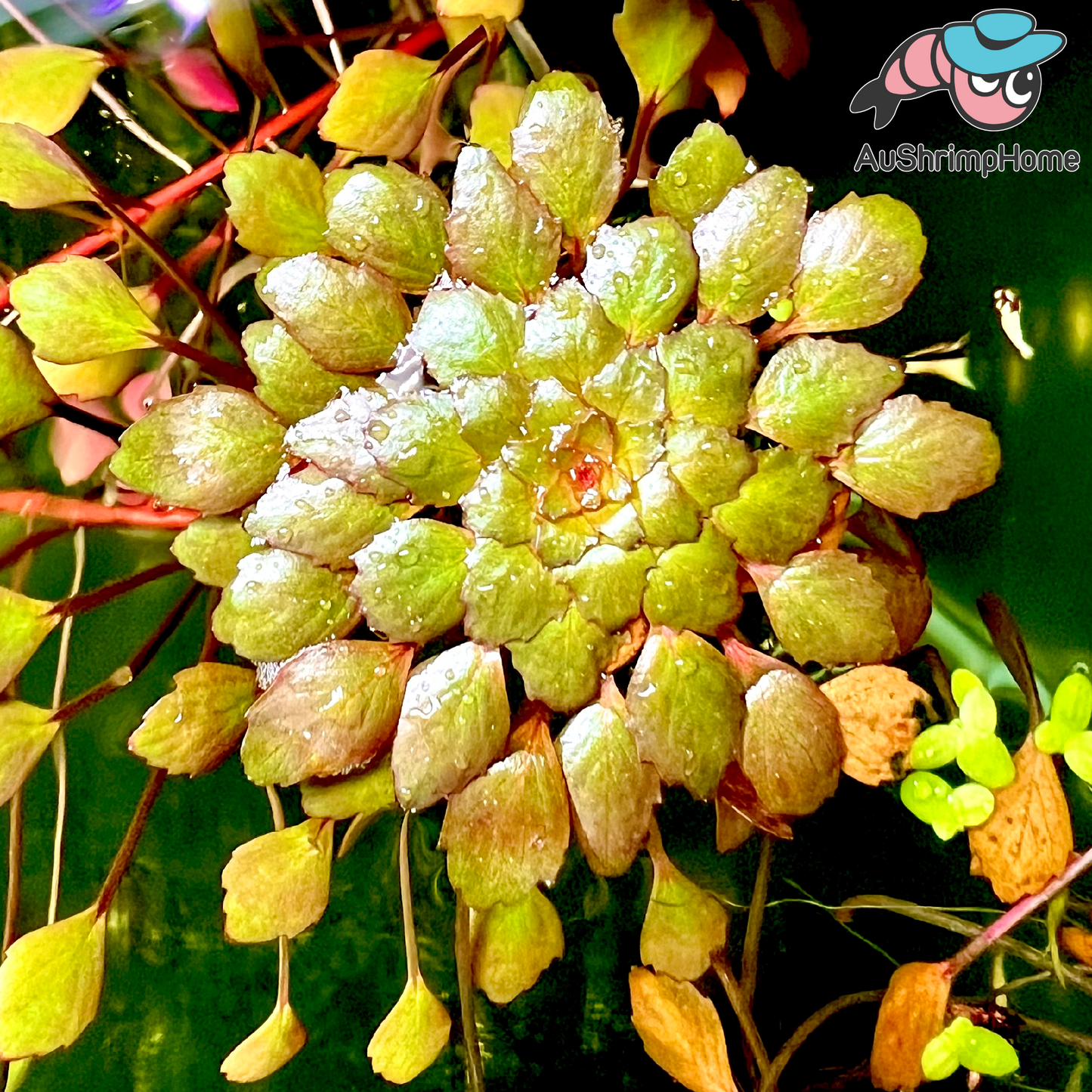 Ludwigia sedoides | Floating Moisac