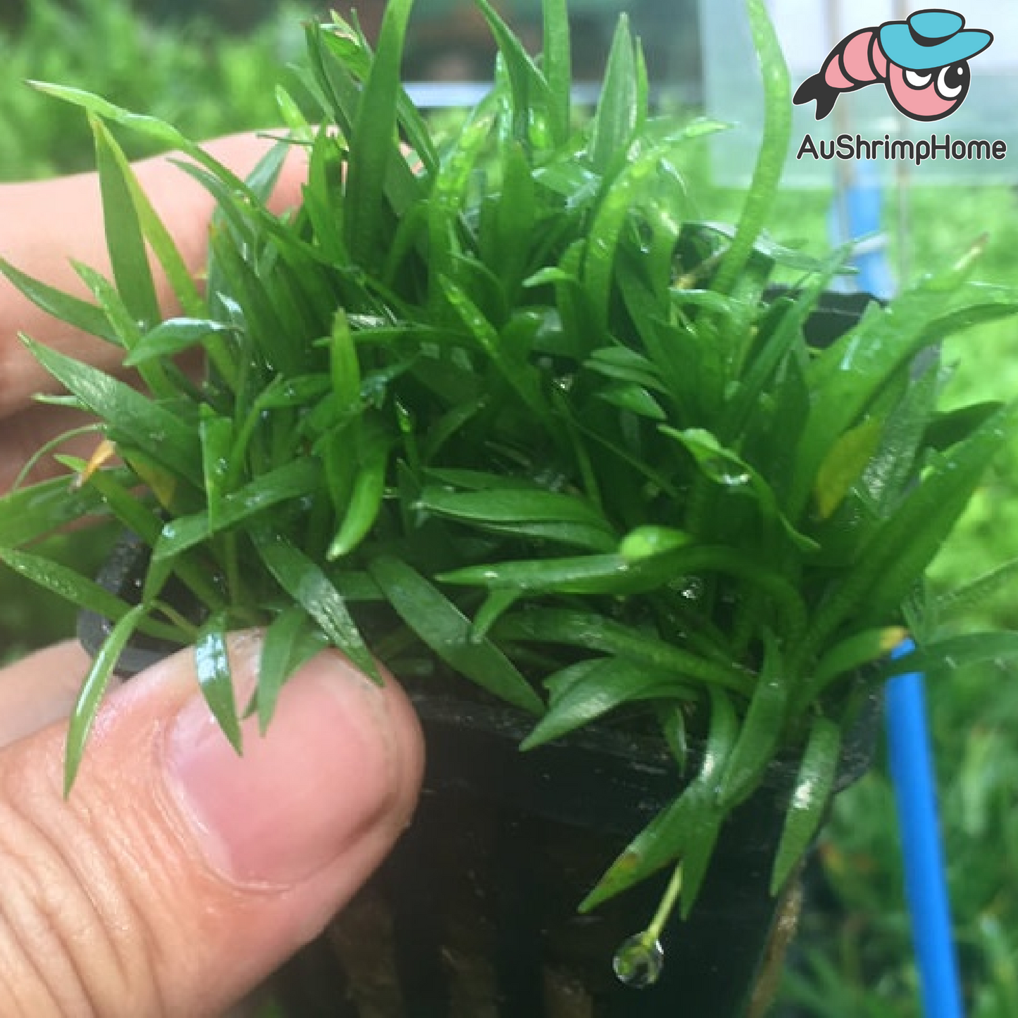 Lilaeopsis novaezelandiae