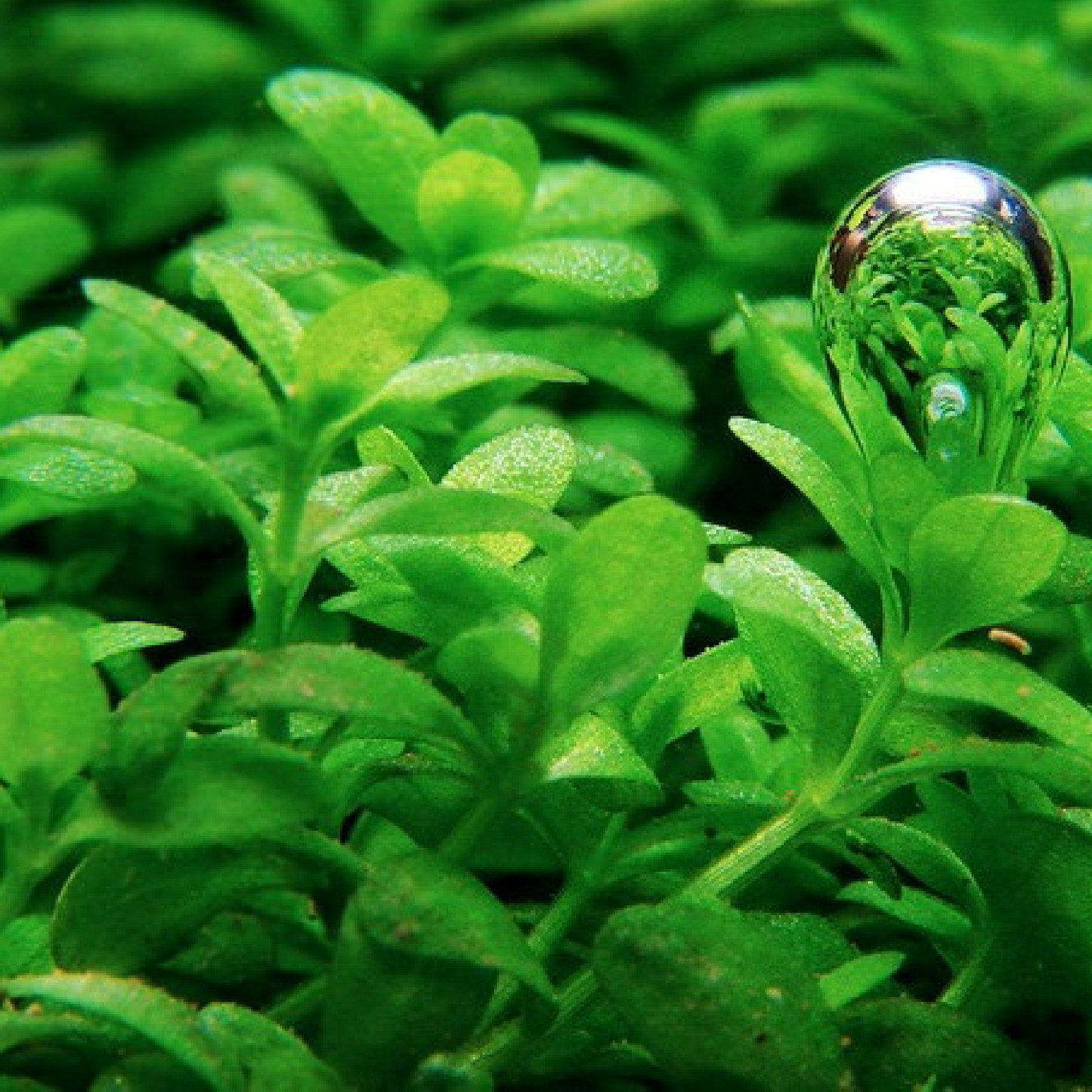 Dwarf Baby Tears | Micranthemum callitrichoides
