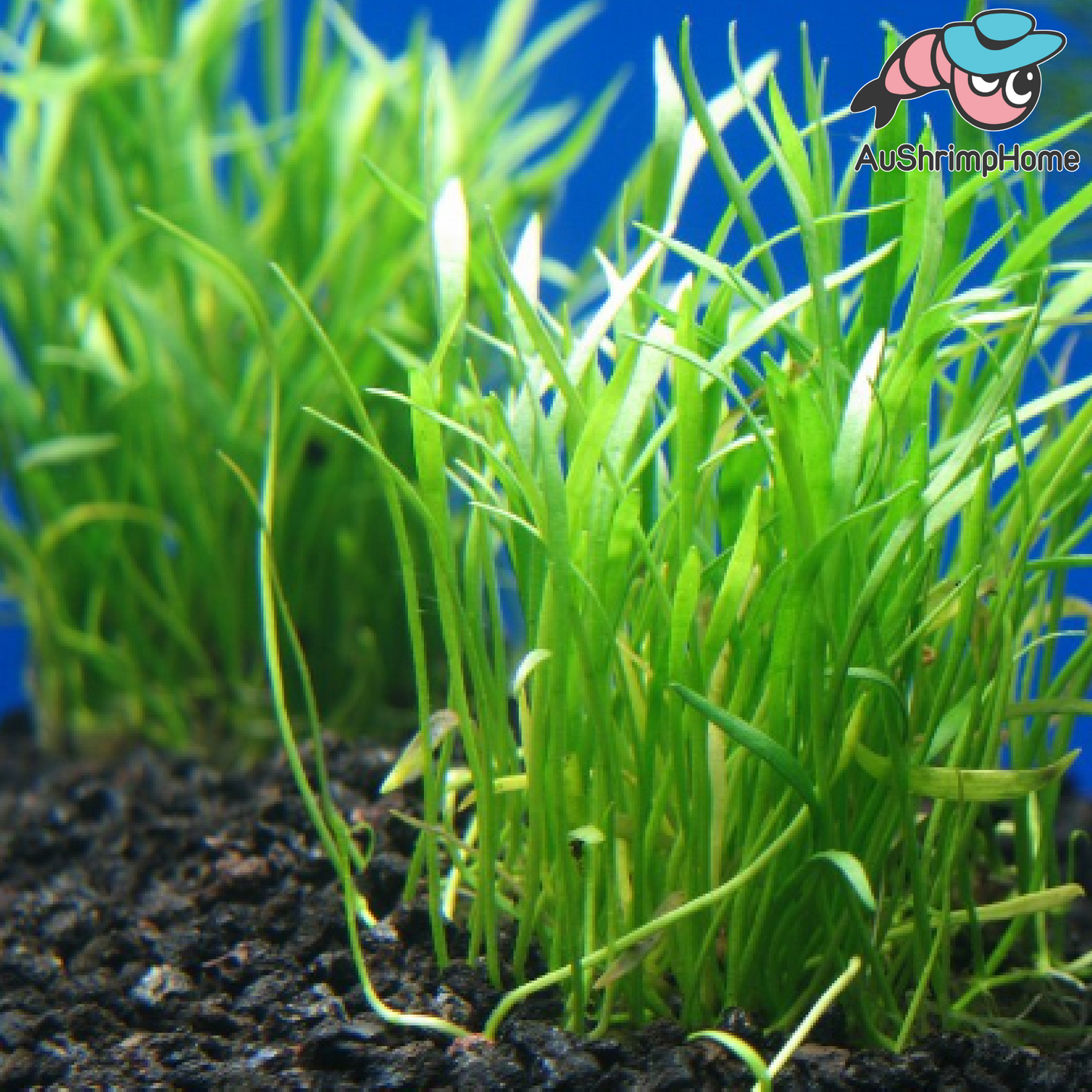 Lilaeopsis novaezelandiae