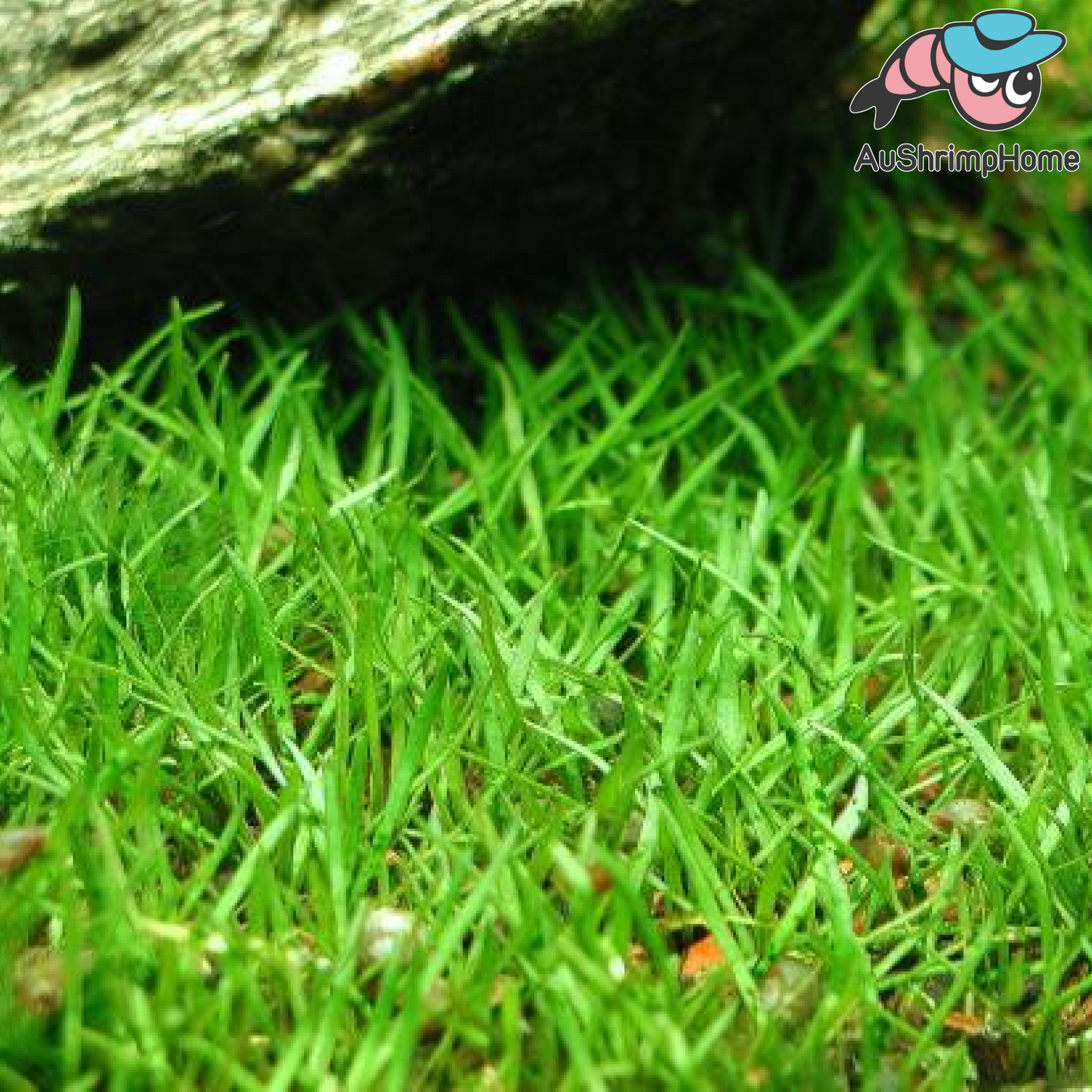 Lilaeopsis novaezelandiae