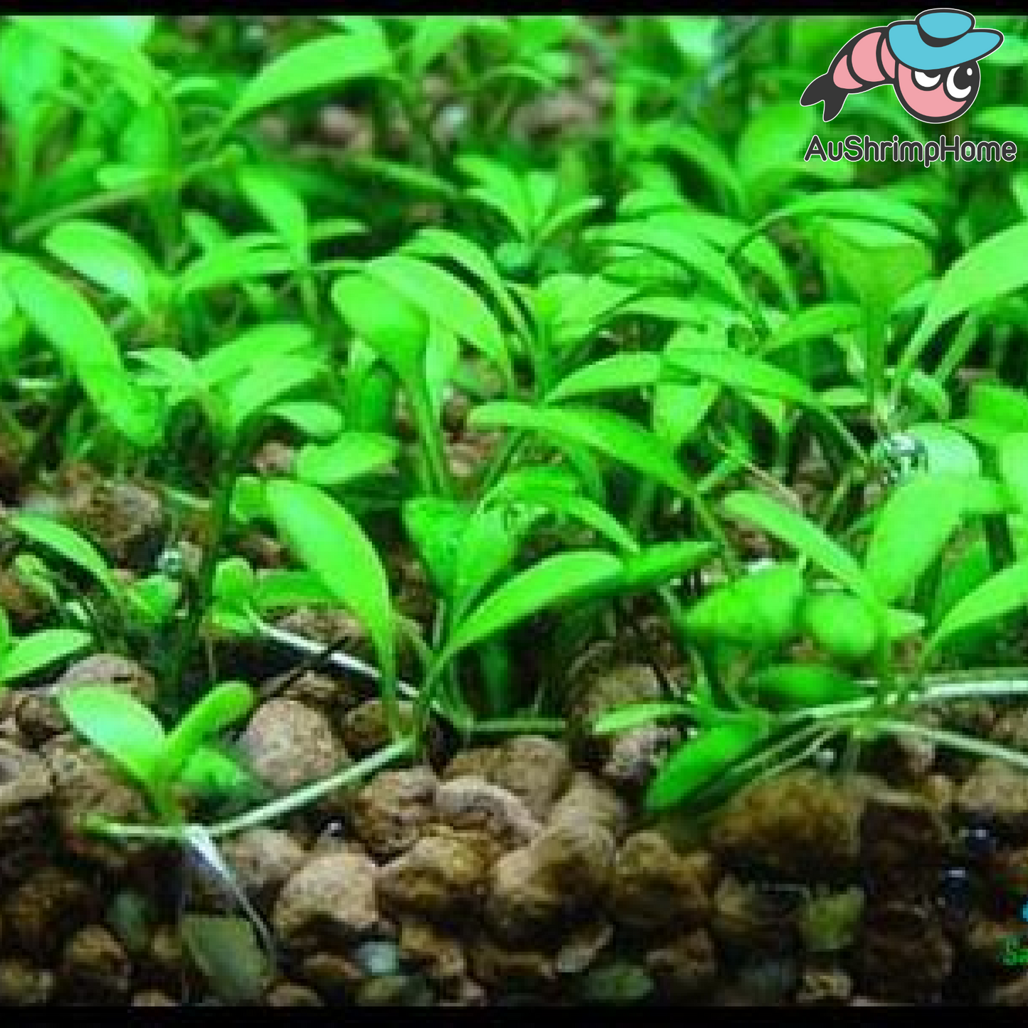 Glossostigma elatinoides