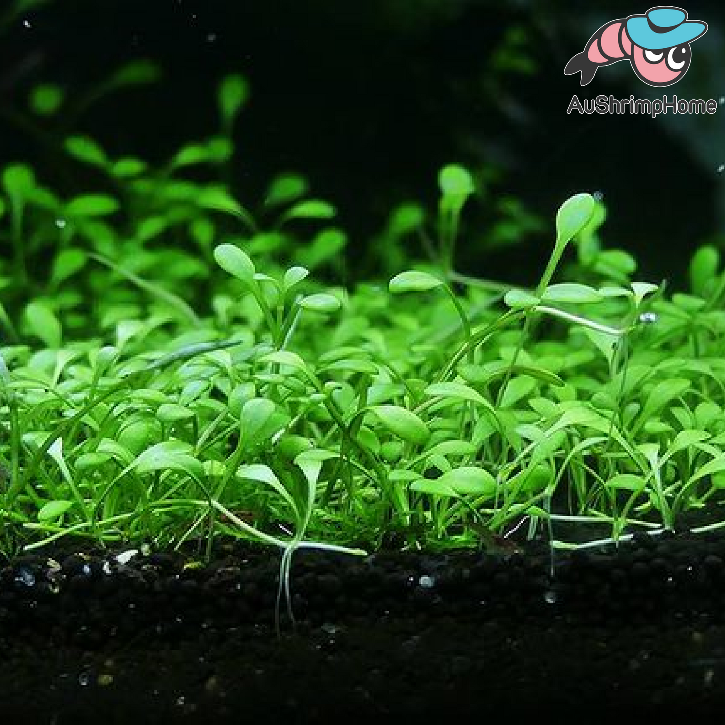 Glossostigma elatinoides