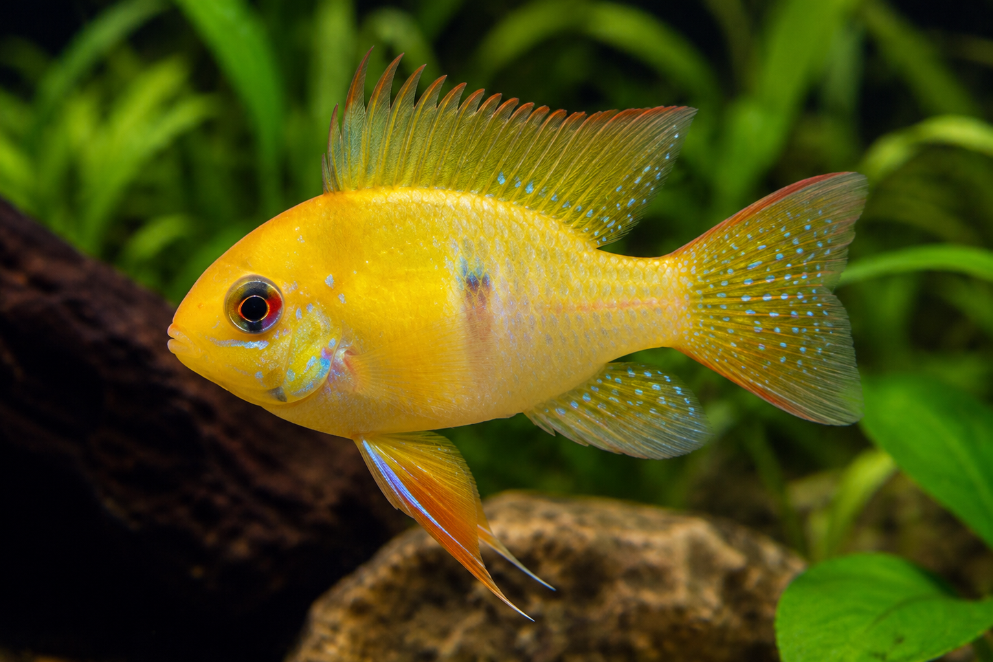 Super Yellow Ram