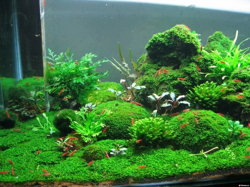 Mini Fissiden | Exclusive