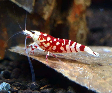 Red Fancy Tiger