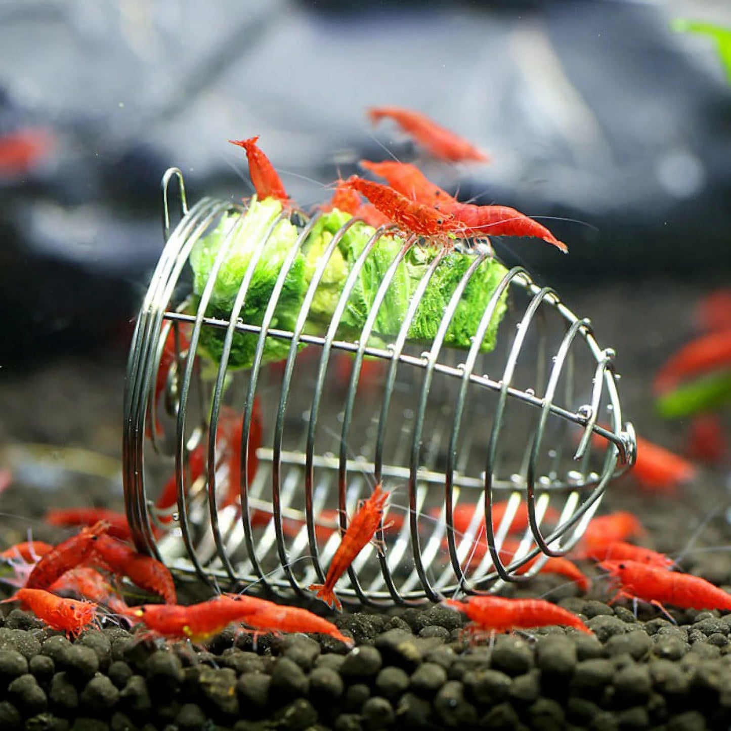 Freeze-dried Spinach | Organic Food for Shrimp