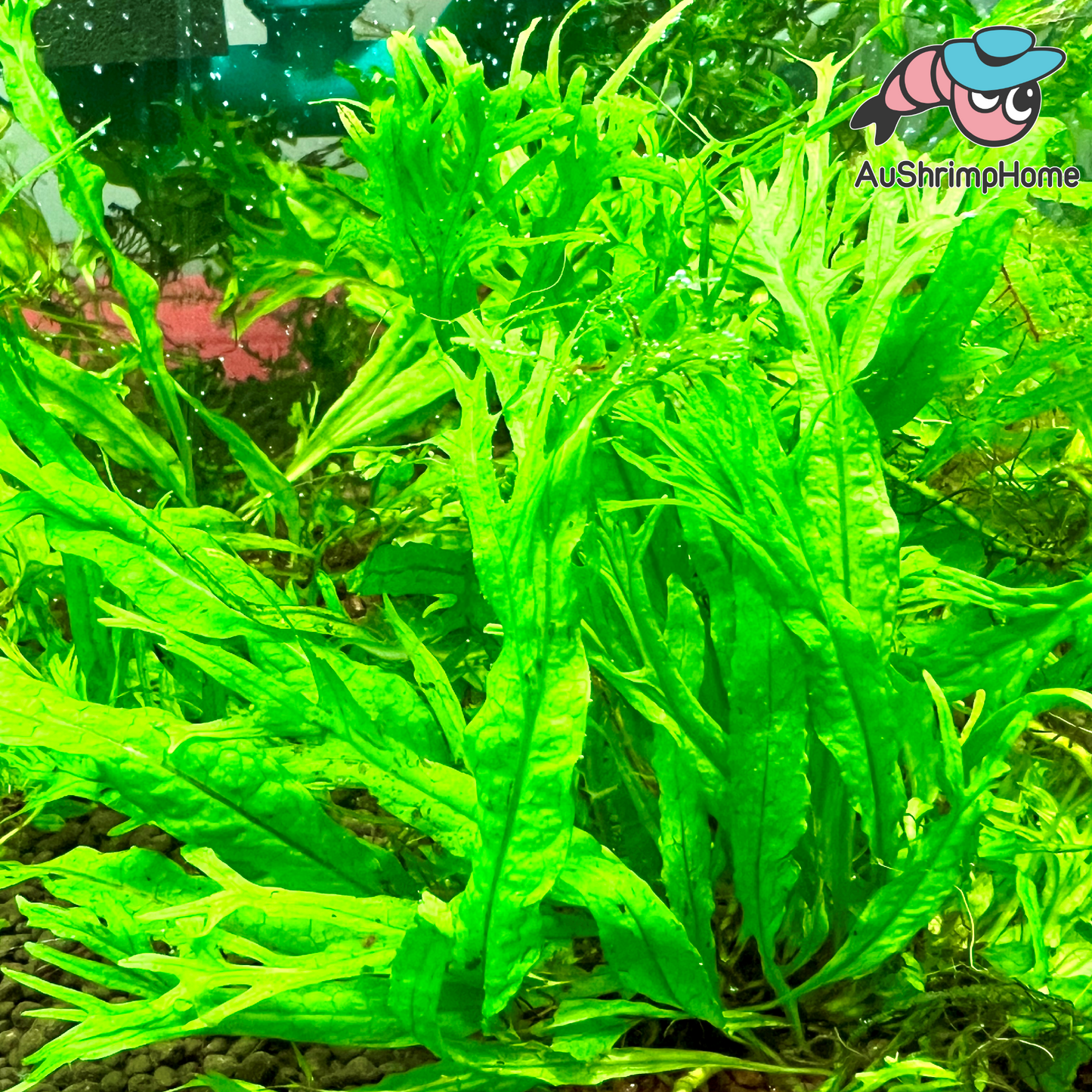 Windelov Fern | Microsorum pteropus 'Windelov'