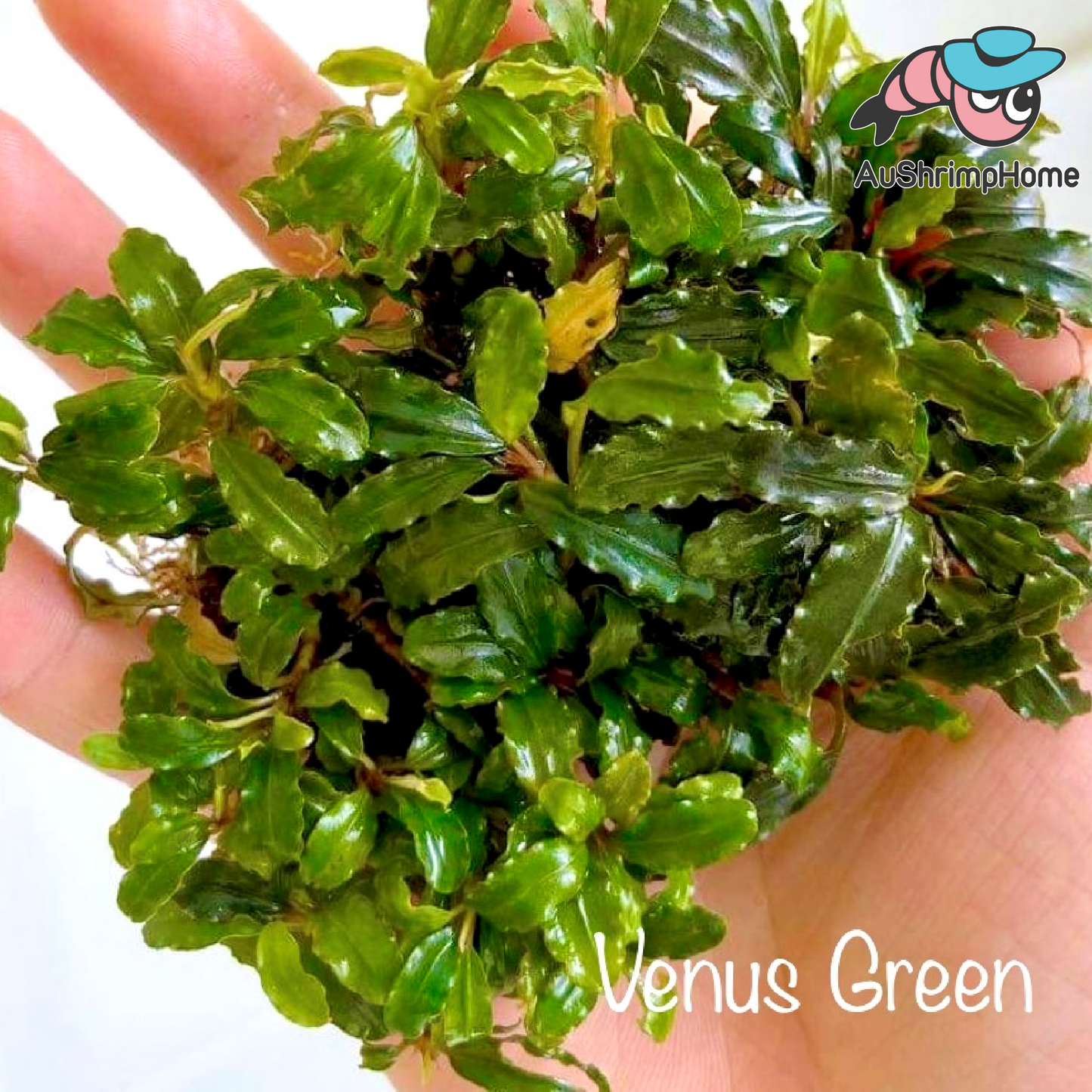 Bucephalandra Venus Green | Rare