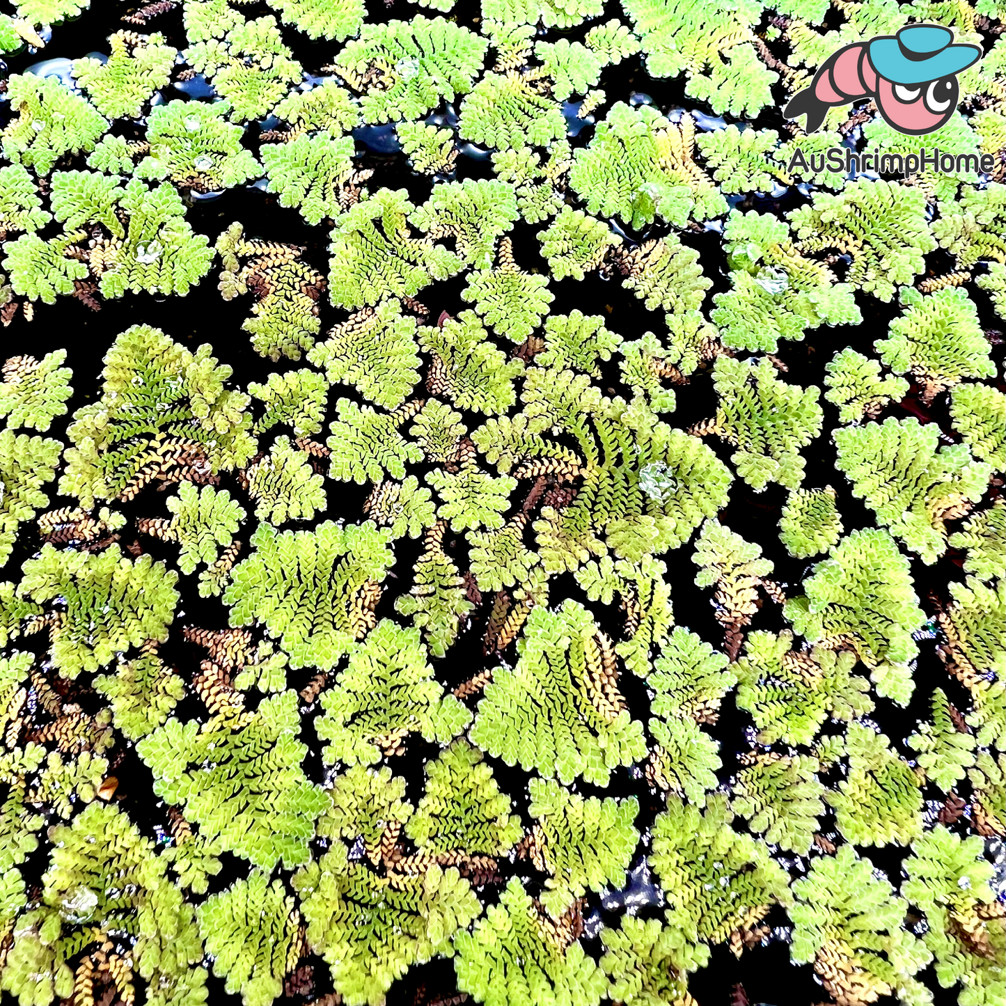 Azolla | Water Fern