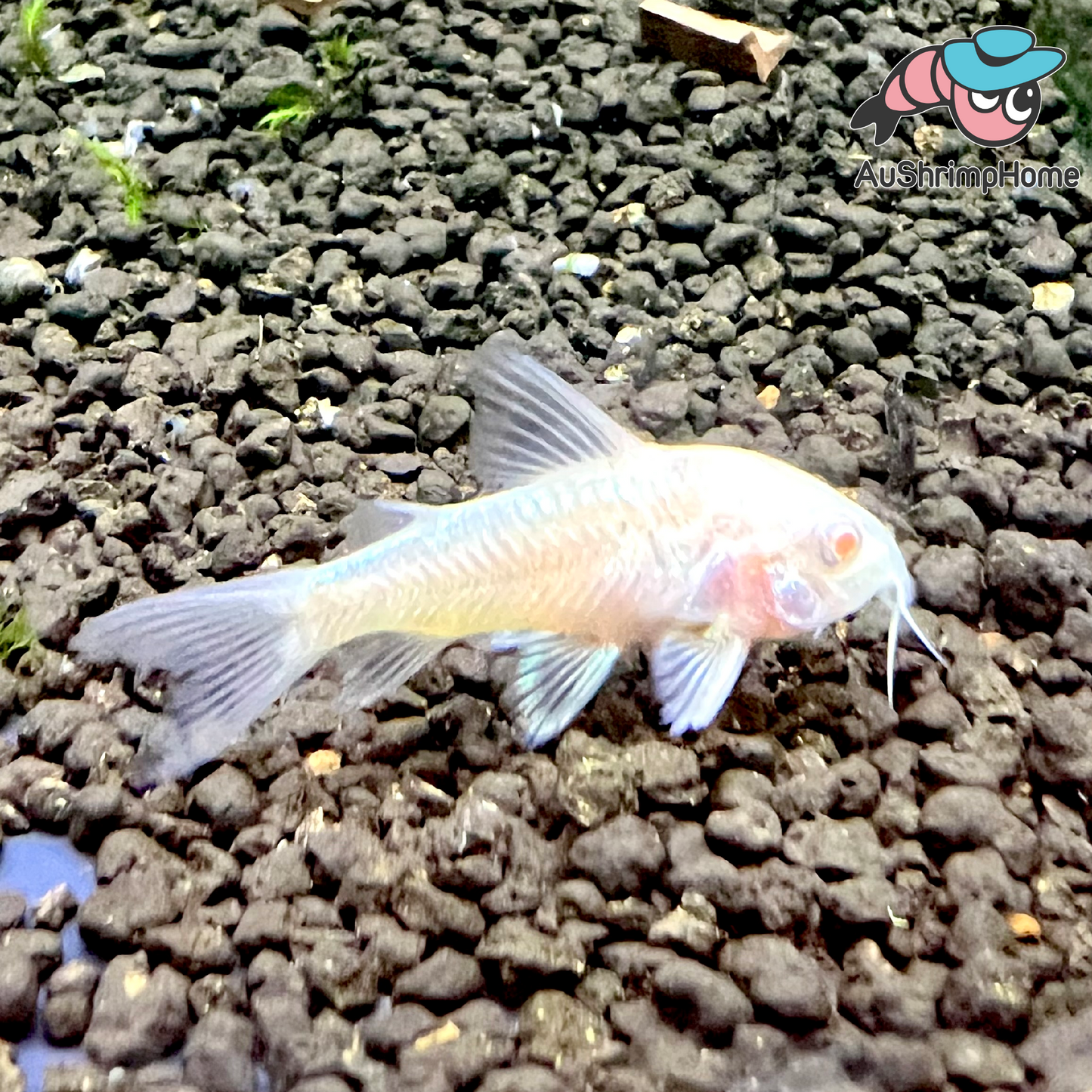 Corydoras | Peppered Albino