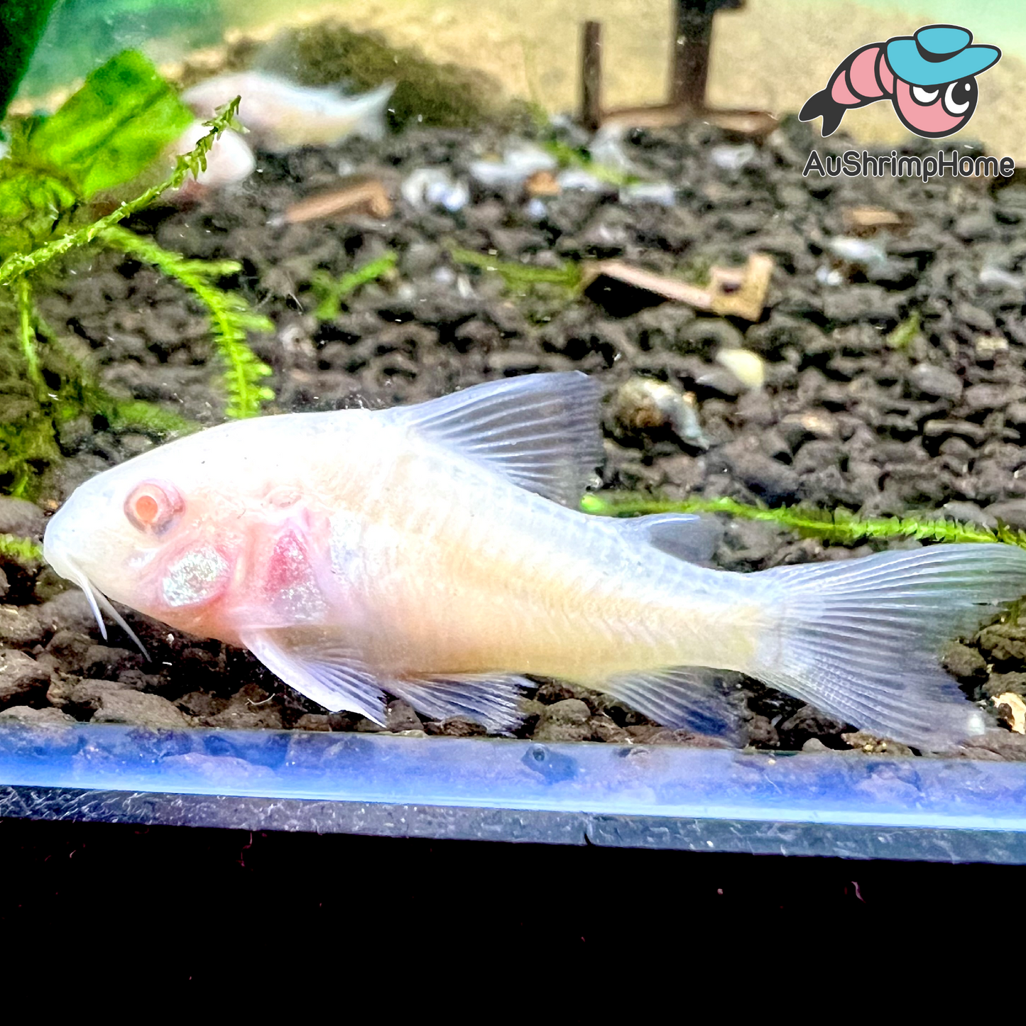 Corydoras | Peppered Albino