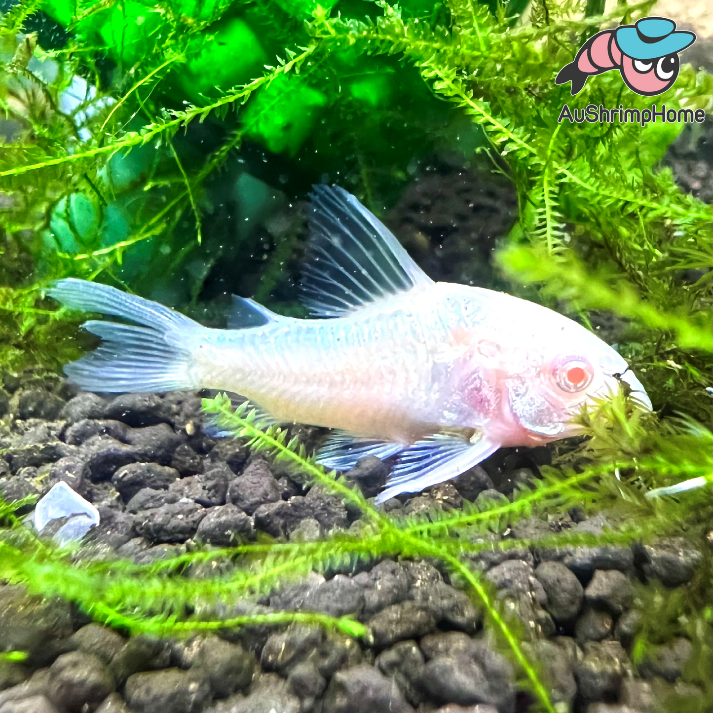 Corydoras | Peppered Albino