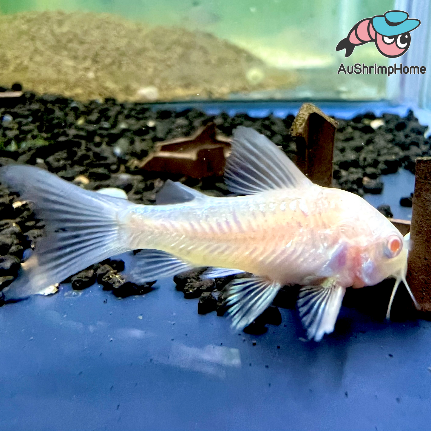 Corydoras | Peppered Albino