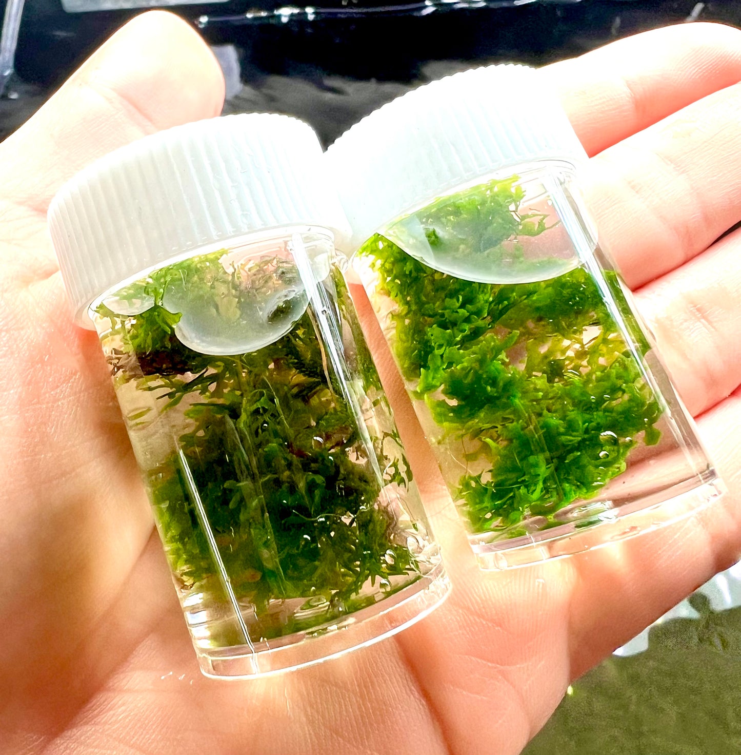 Mini Pellia | Riccardia Chamedryfolia