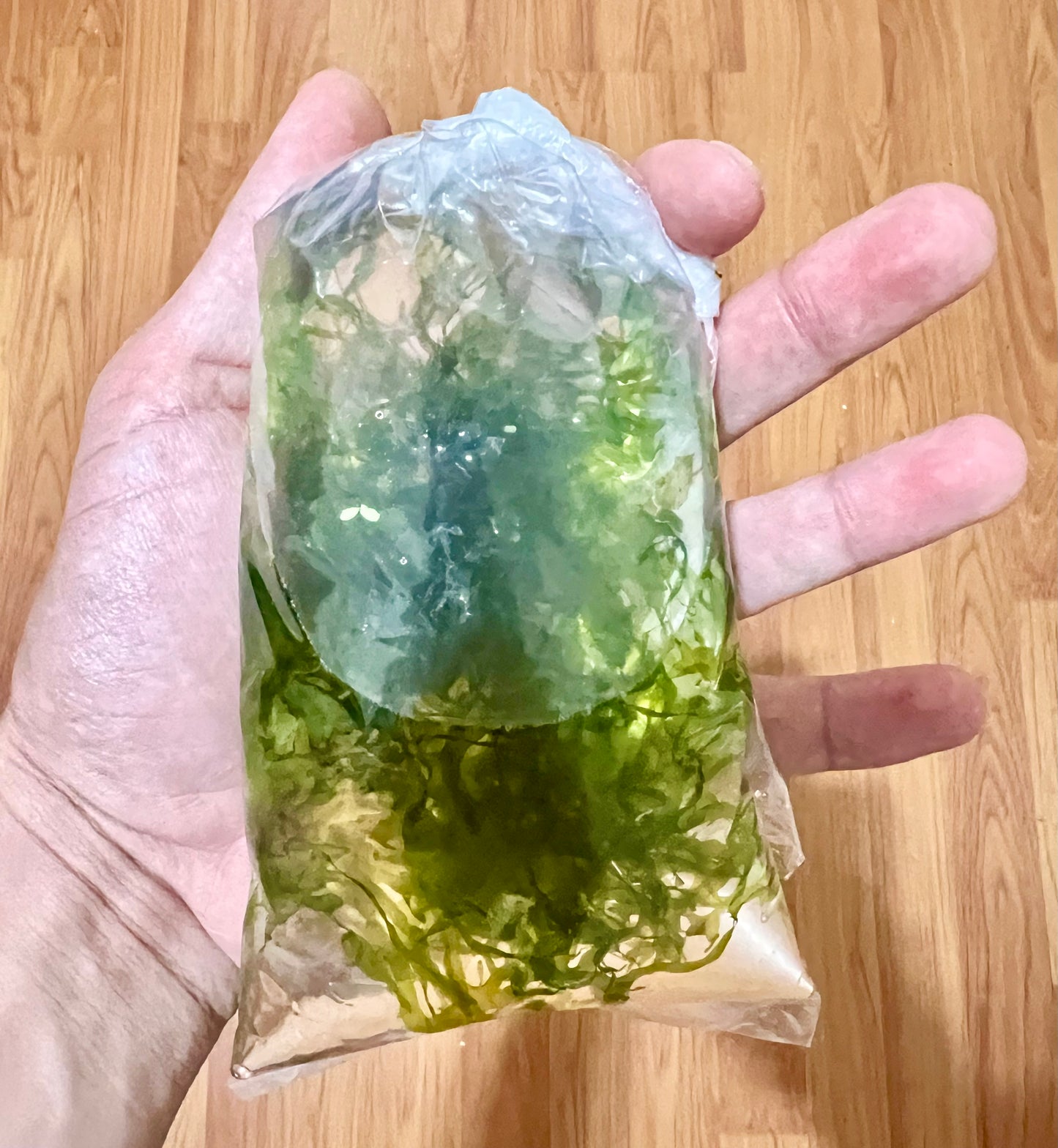 Subwassertang | Round Pellia Moss