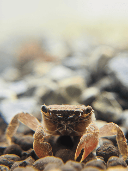 Freshwater Crab |~3-4cm