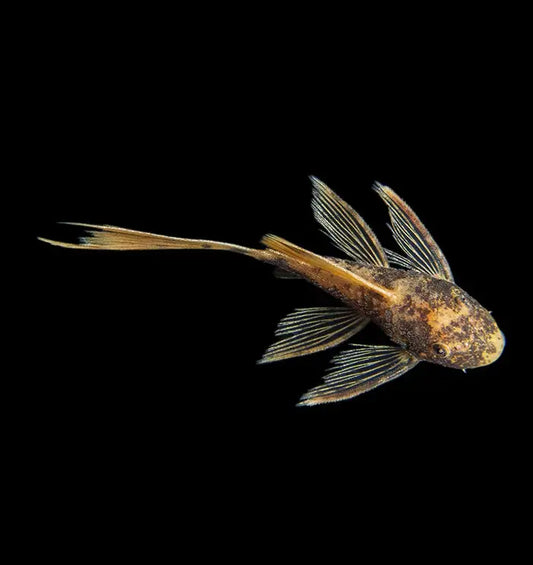 Bristlenose Catfish | Marble Longfin