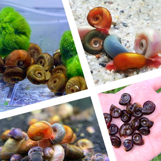 Mixed Colors Ramshorn Snail | Algae-eating Snail