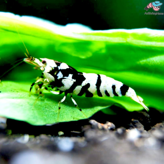 Black Fancy Tiger | Mix Grade