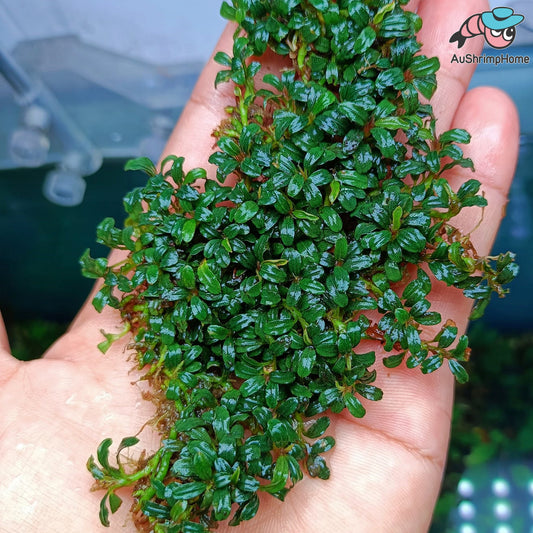 Mixed Super Mini Bucephalandra | Super Rare