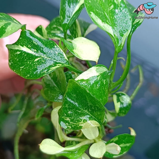 Anubias Var Classic | Super Rare