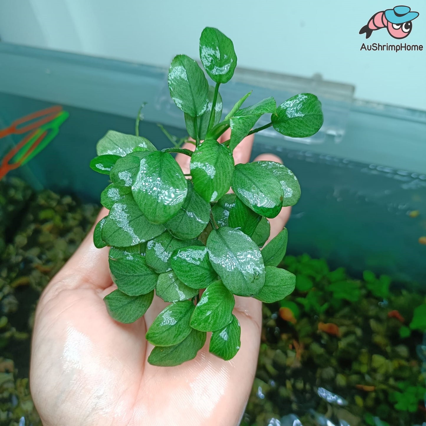 Anubias Nana Jade | Super Rare