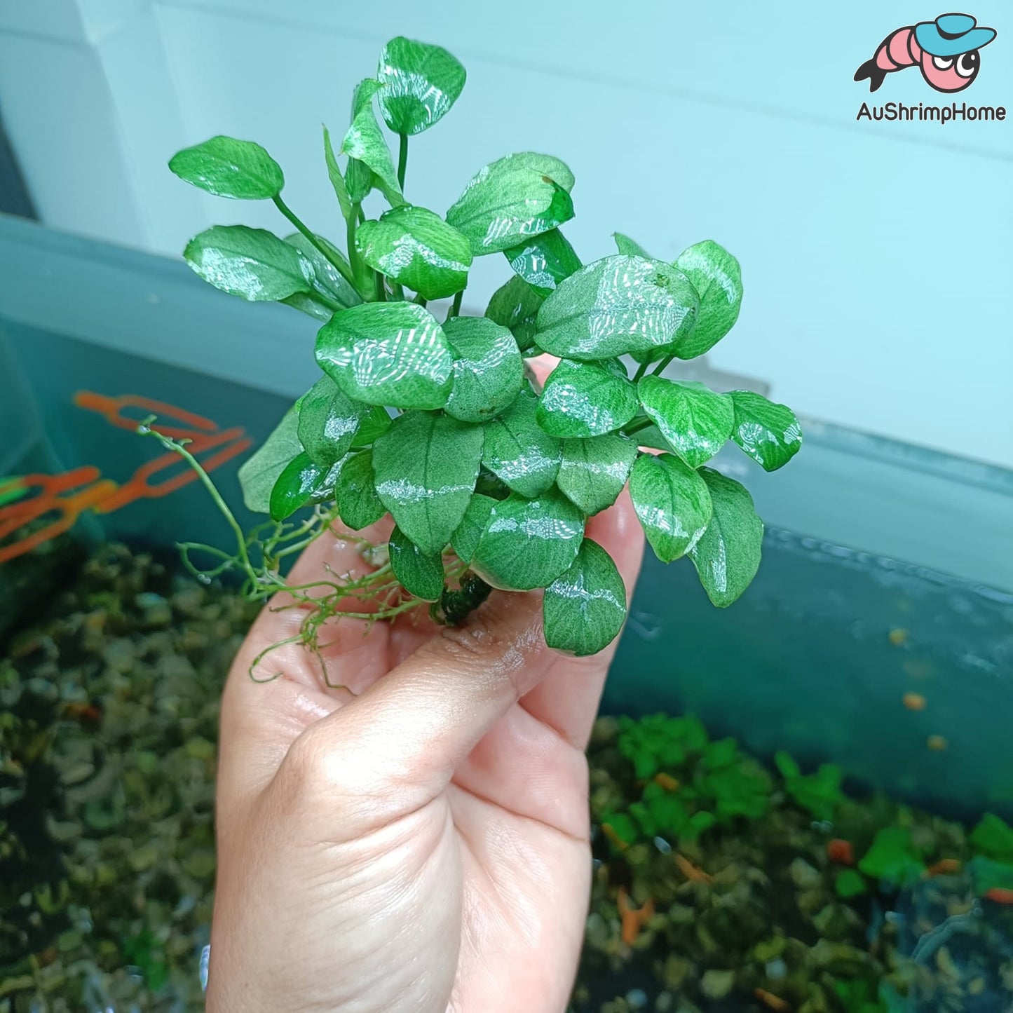 Anubias Nana Jade | Super Rare
