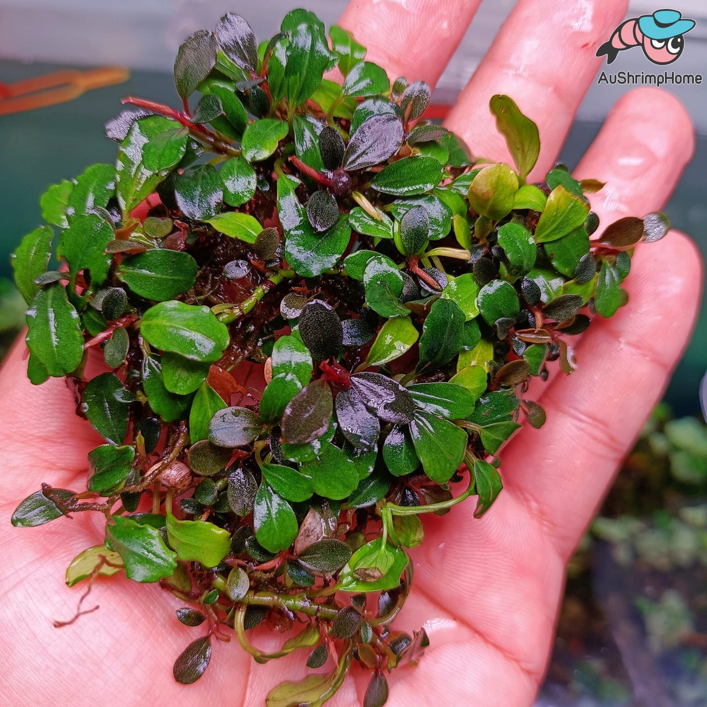 Mixed Mini Bucephalandra | Super Rare