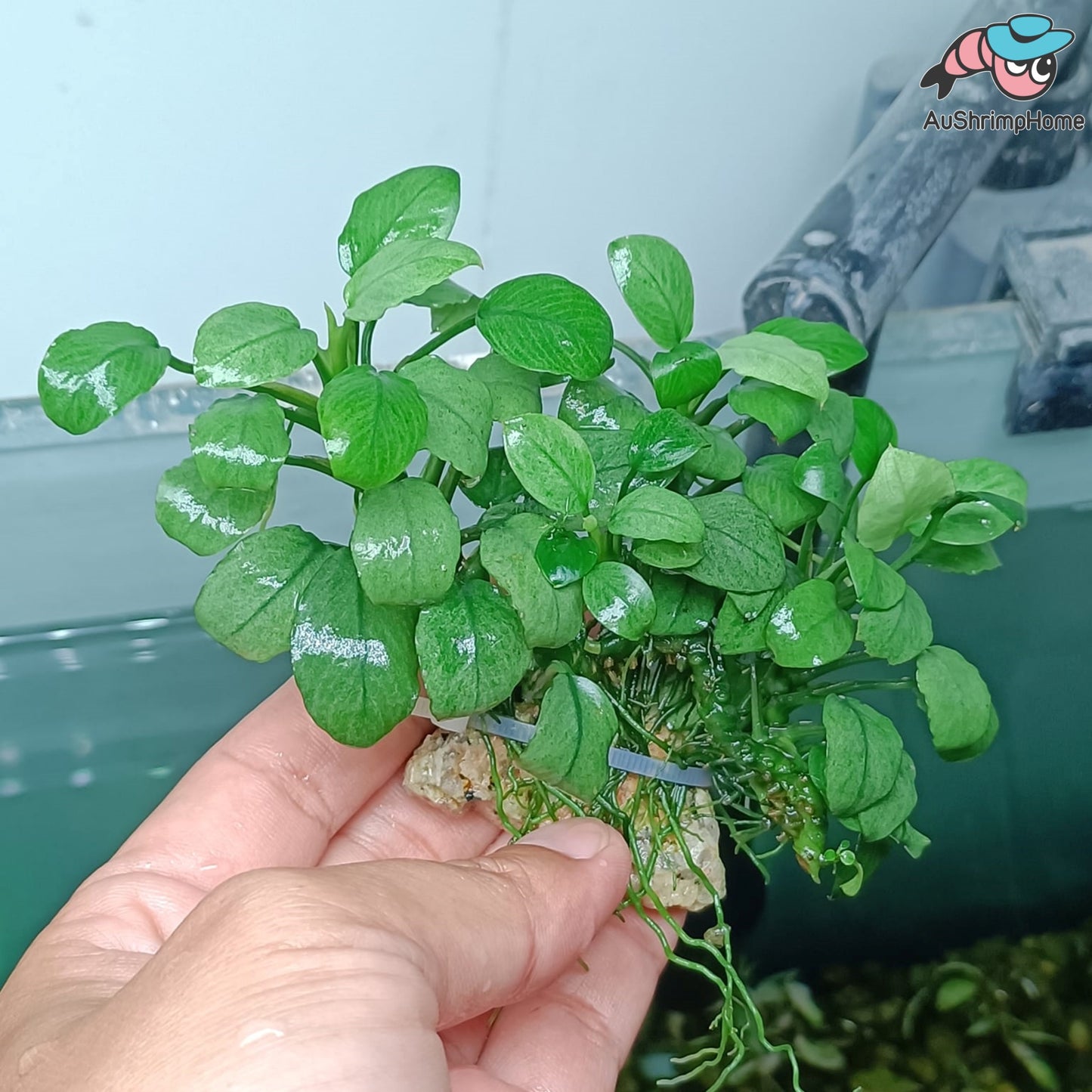 Anubias Nana Jade | Super Rare