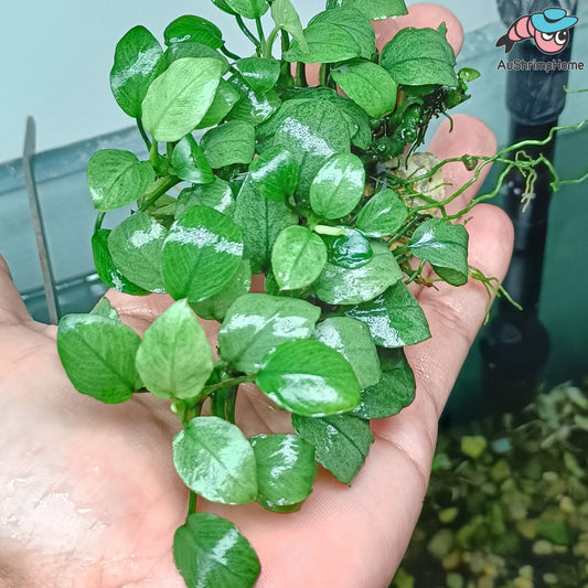 Anubias Nana Jade | Super Rare