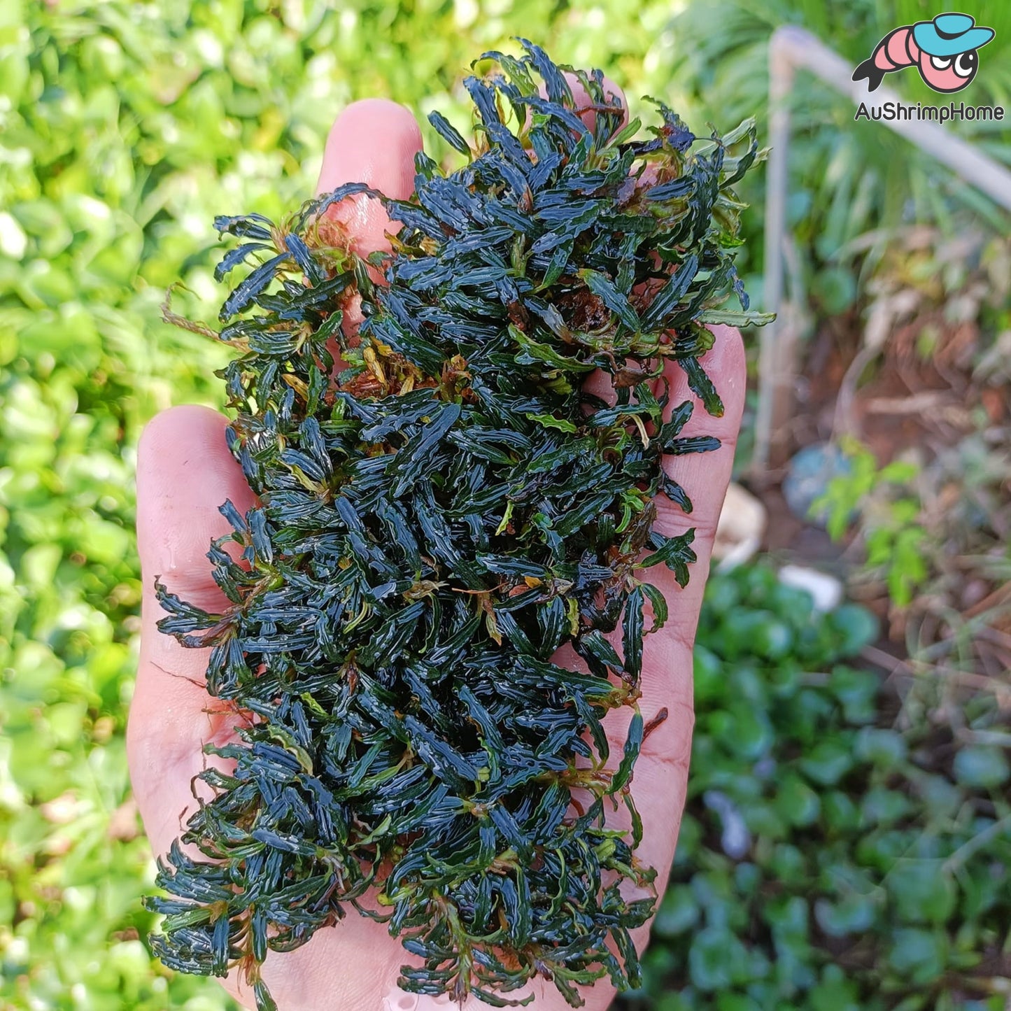 Mixed Super Mini Bucephalandra | Super Rare